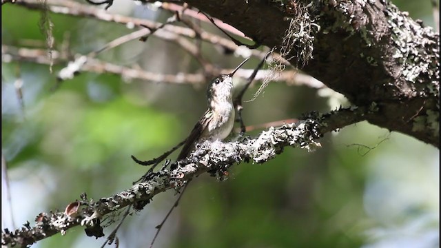 Calliope Hummingbird - ML307029981