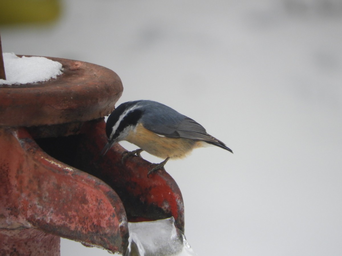 Red-breasted Nuthatch - ML307033701