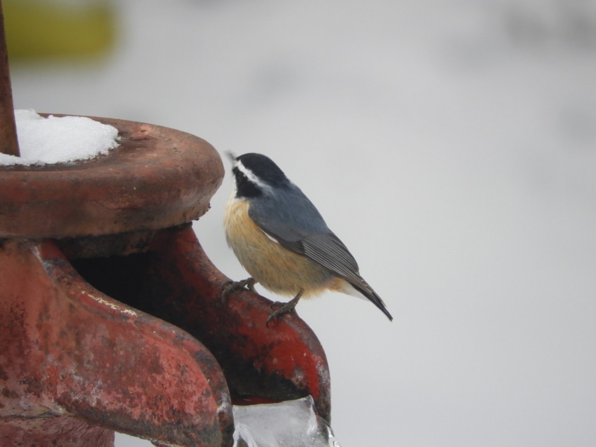 Red-breasted Nuthatch - ML307033761