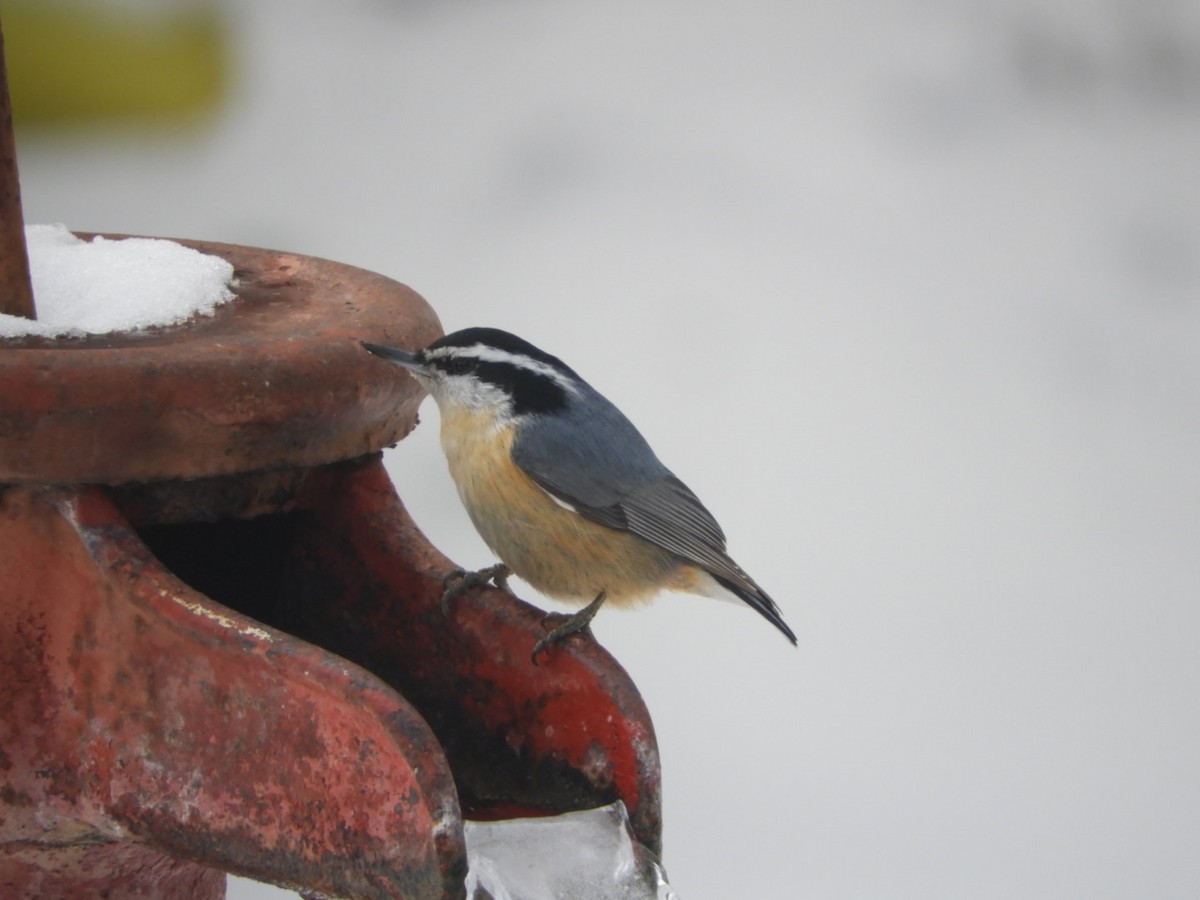 Red-breasted Nuthatch - ML307033771