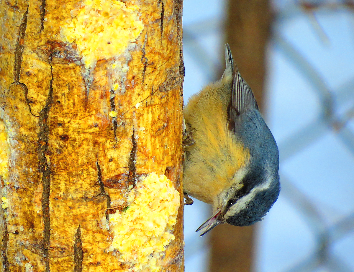 Red-breasted Nuthatch - Mick ZERR