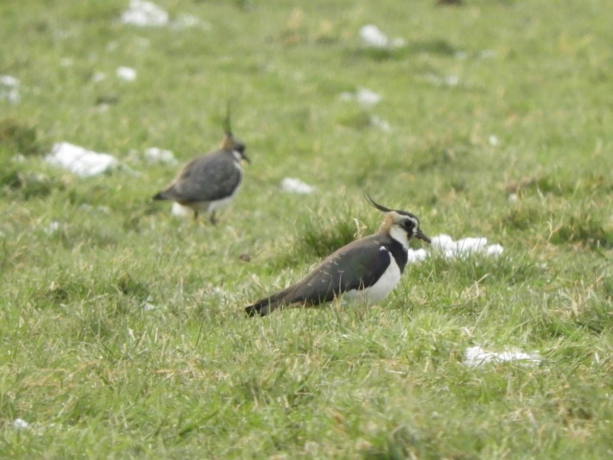 Northern Lapwing - James McCulloch