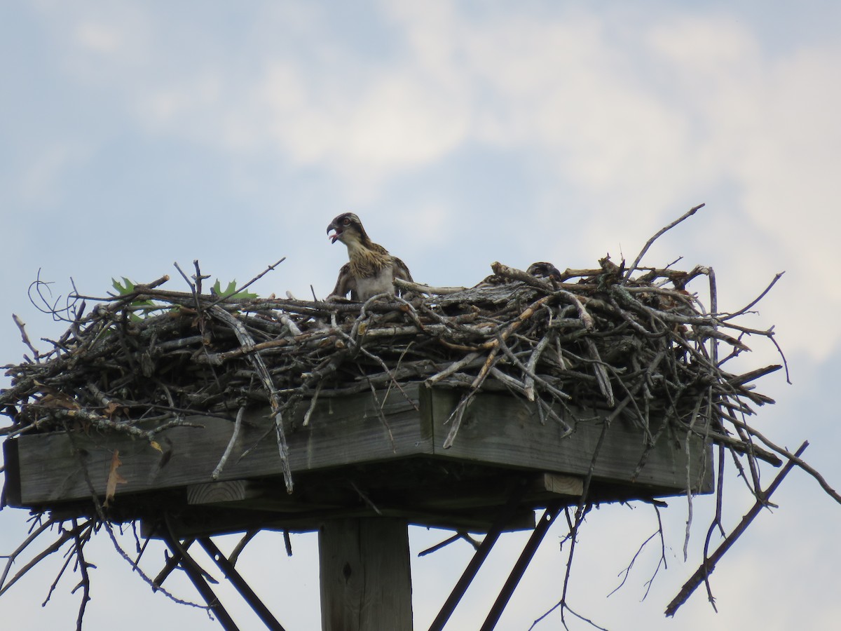 Osprey - Stacy Robinson