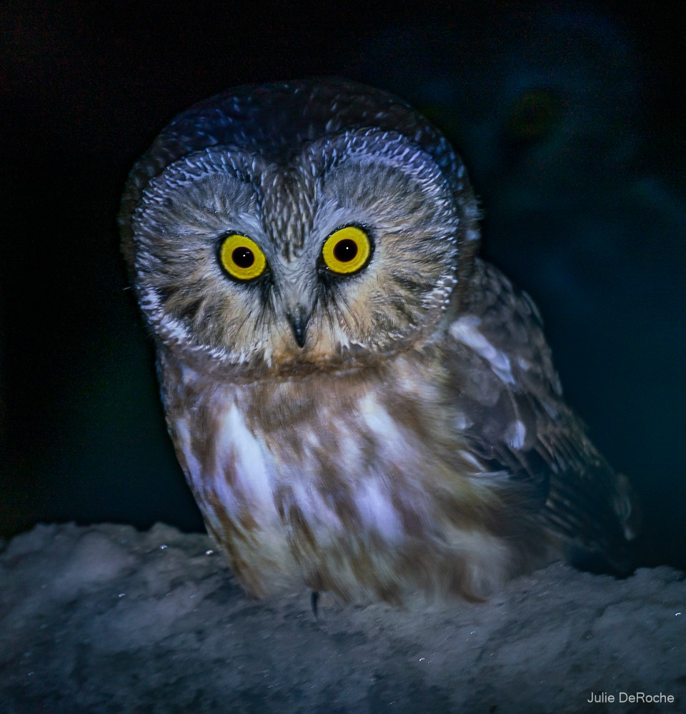 Northern Saw-whet Owl (acadicus) - Julie Deroche