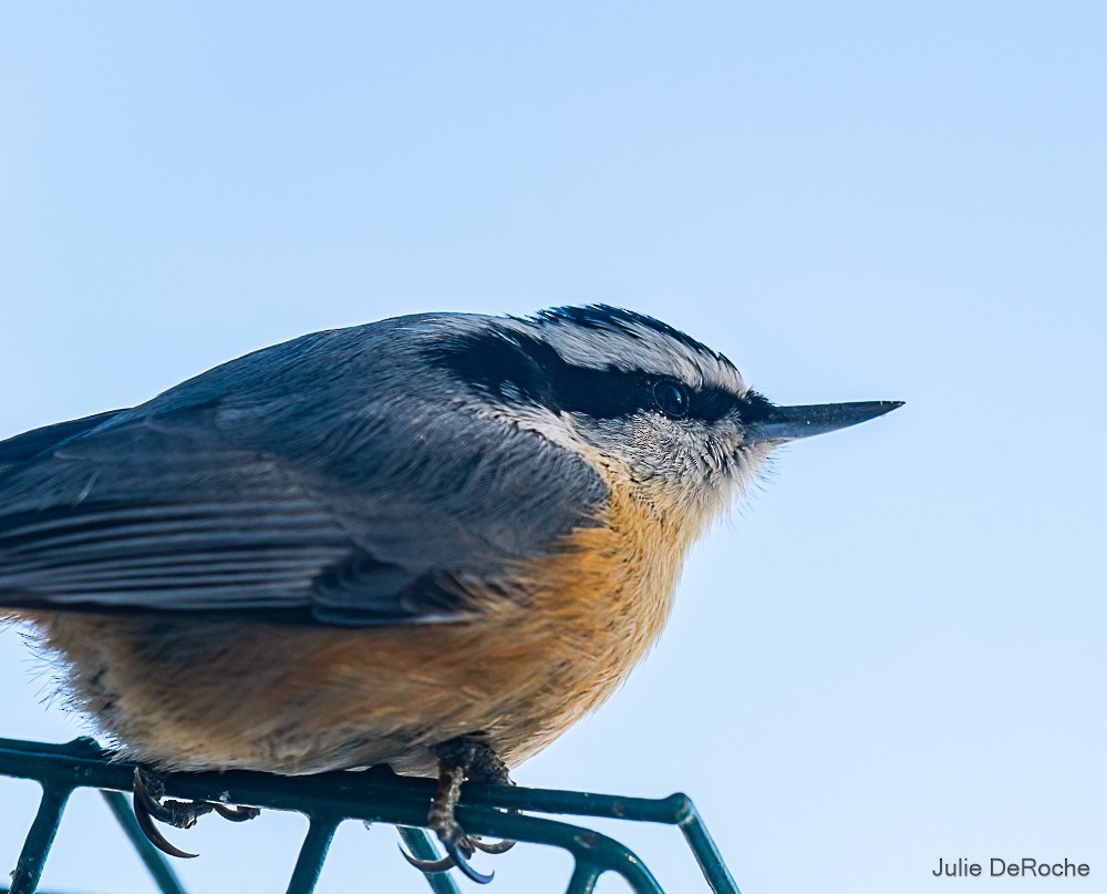 Red-breasted Nuthatch - ML307040841