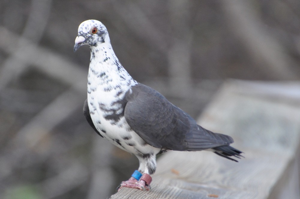 Rock Pigeon (Feral Pigeon) - Paula Gatrell