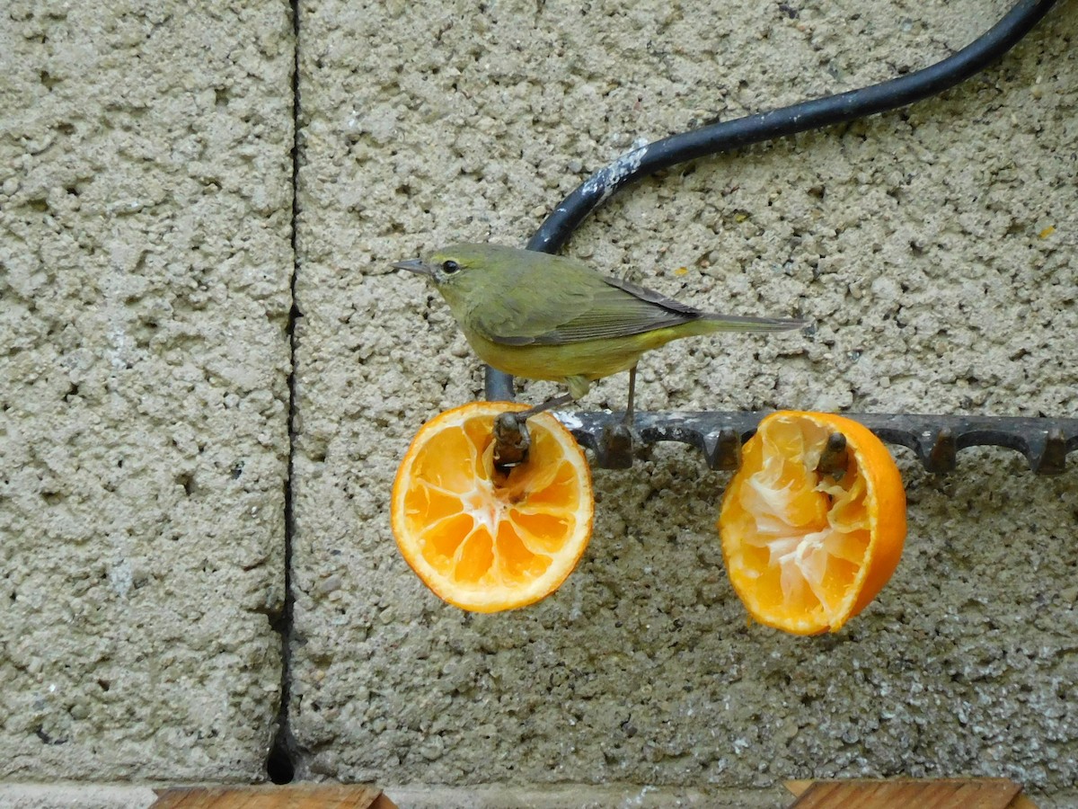 Orange-crowned Warbler - Kevin Bergersen