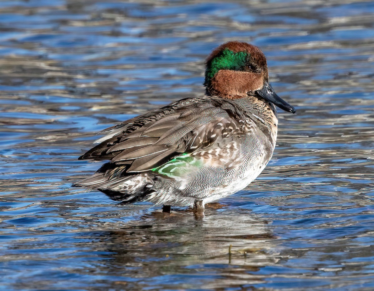 Green-winged Teal - ML307049971