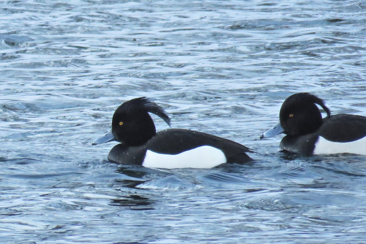 Tufted Duck - ML307067691