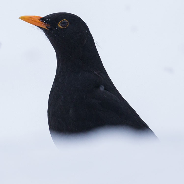 Eurasian Blackbird - www.aladdin .st