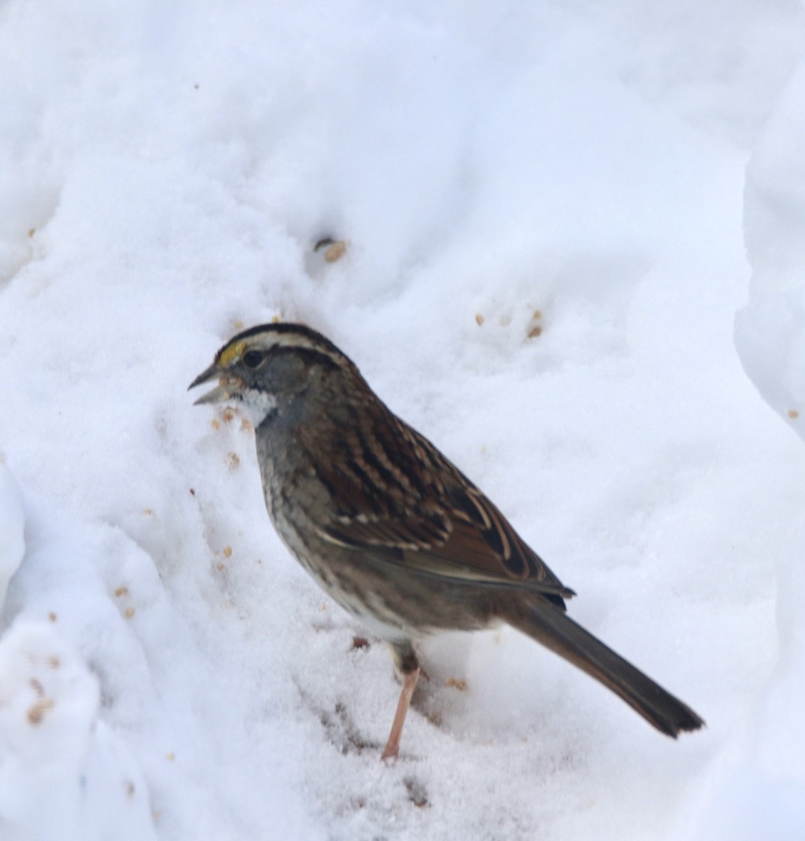 White-throated Sparrow - ML307074541