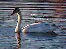 Tundra Swan (Whistling) - Don Roberson