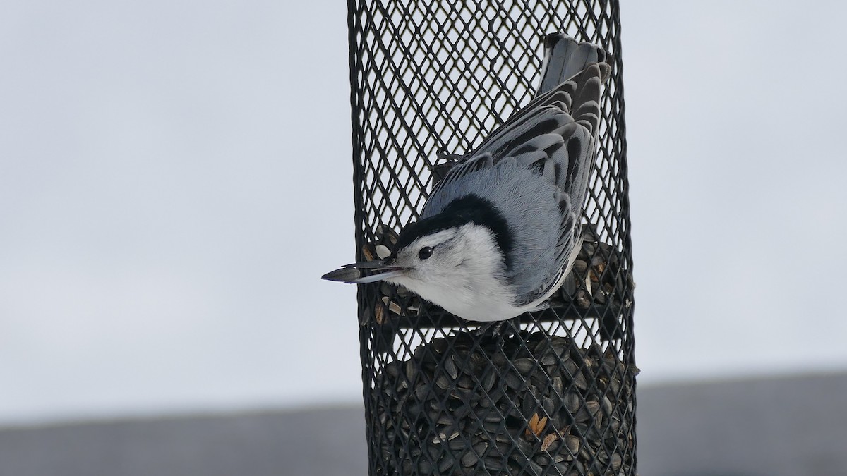 White-breasted Nuthatch (Eastern) - Avery Fish