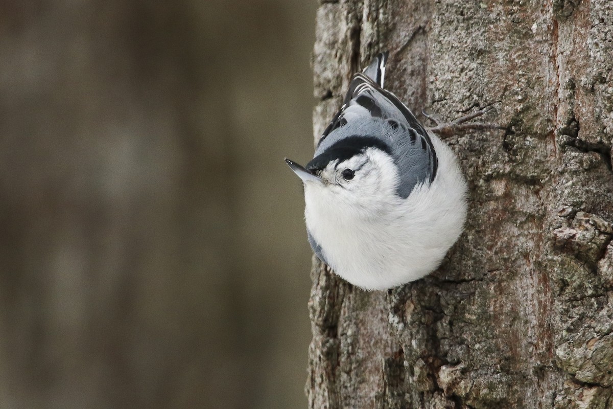 White-breasted Nuthatch - ML307111981