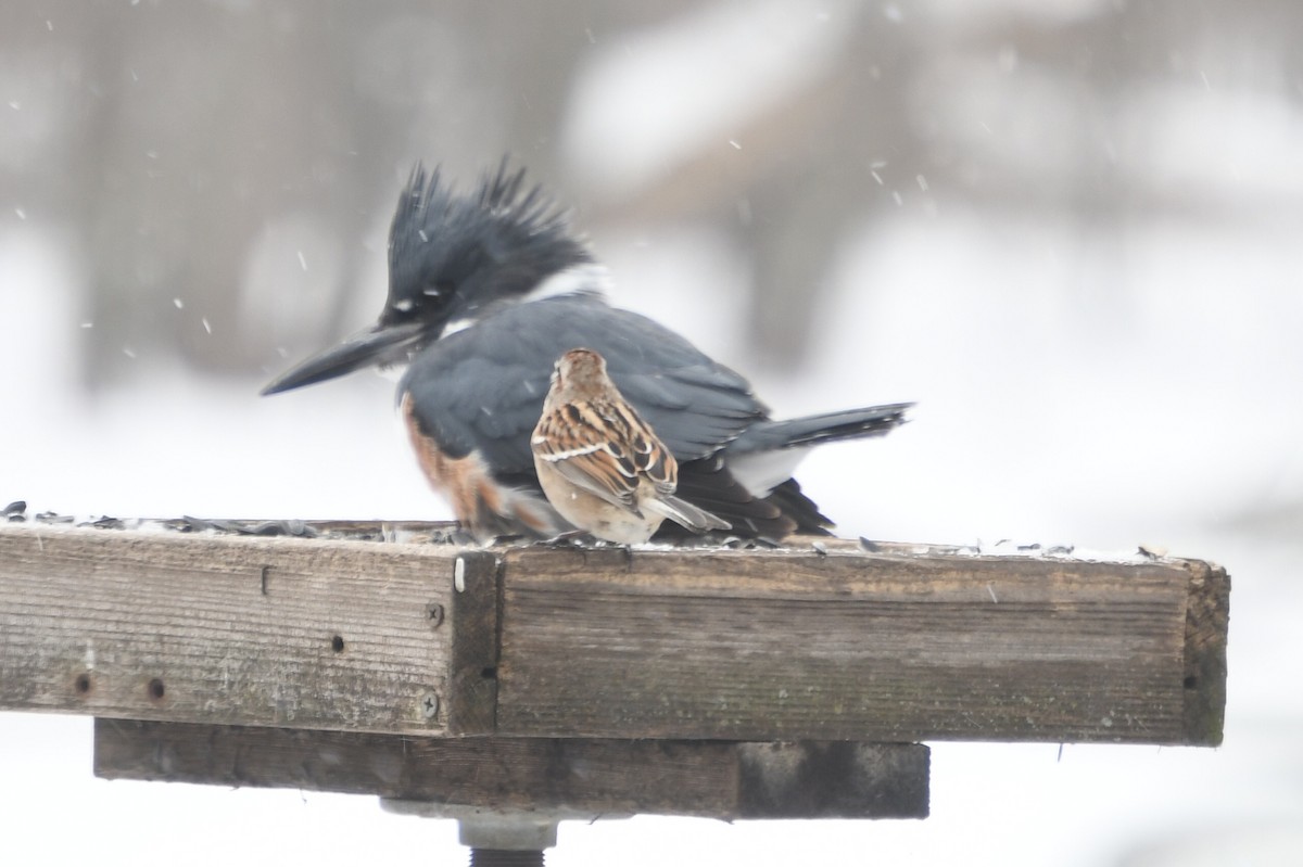 Belted Kingfisher - Keith Johnson