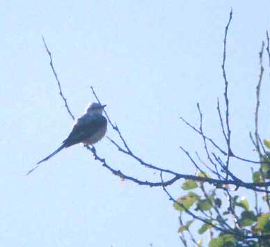 Scissor-tailed Flycatcher - Don Roberson