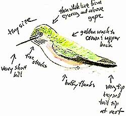 Calliope Hummingbird - Don Roberson