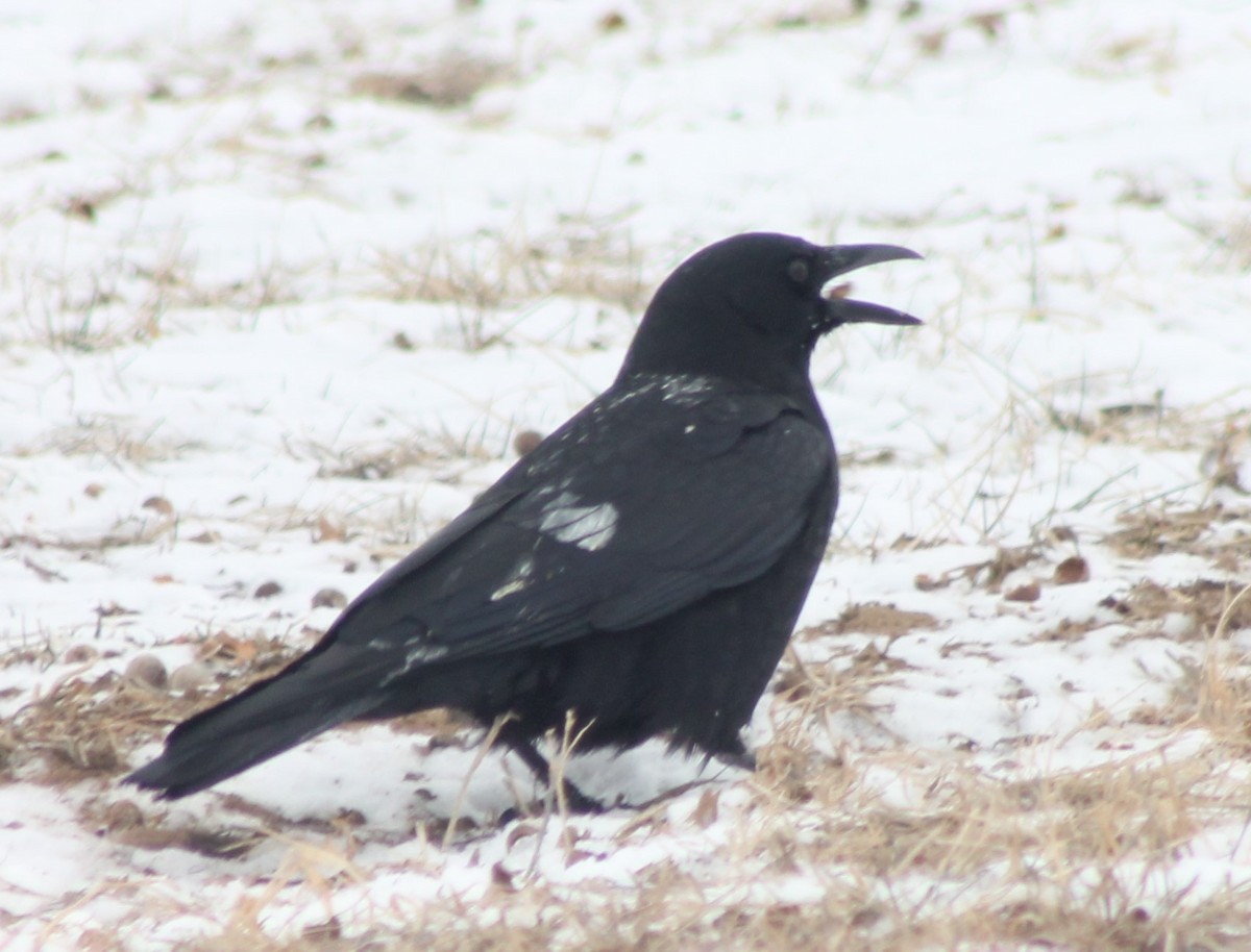 American Crow - Dale Anderson