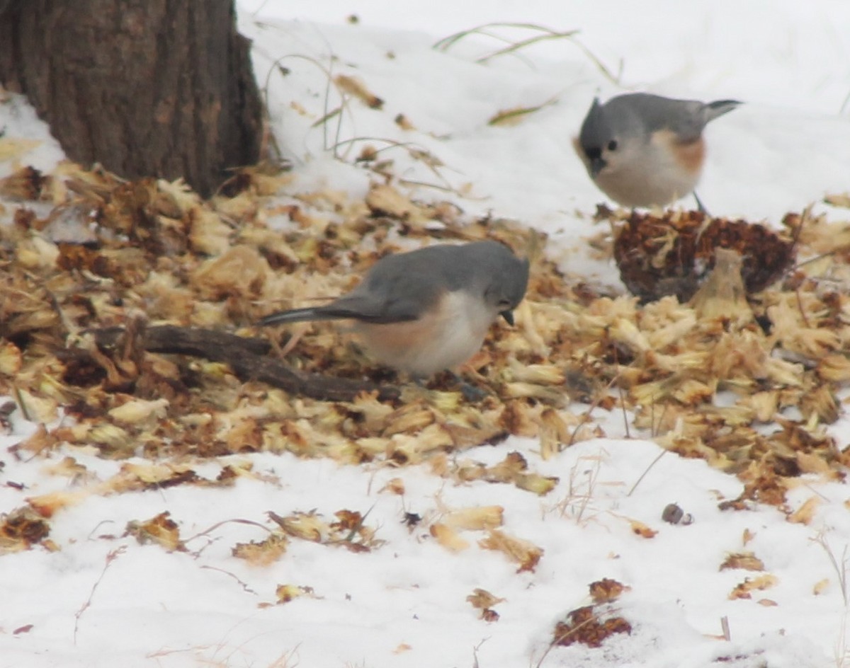Tufted Titmouse - Dale Anderson