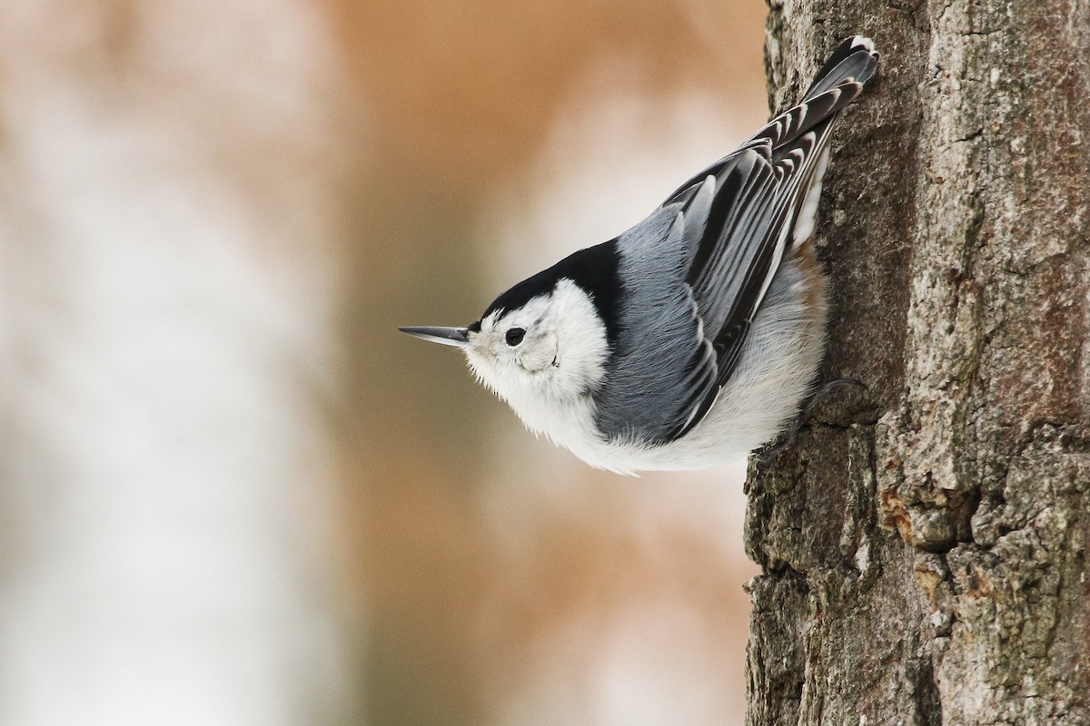 White-breasted Nuthatch - ML307127811