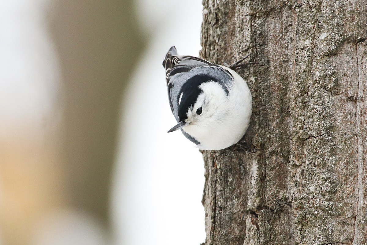 White-breasted Nuthatch - ML307127821