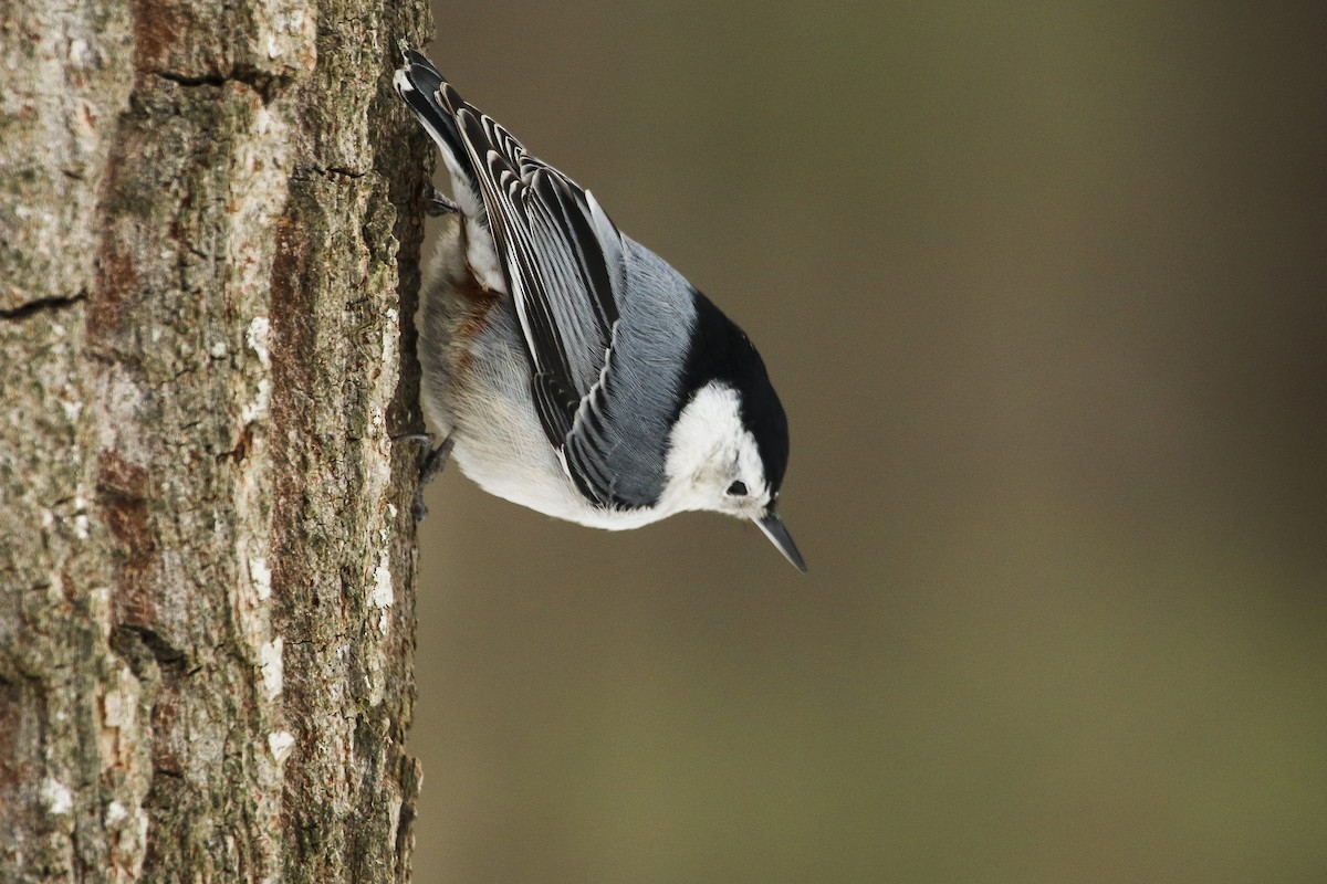 White-breasted Nuthatch - ML307127961