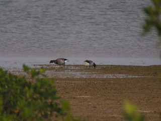 Brant, ML30713591