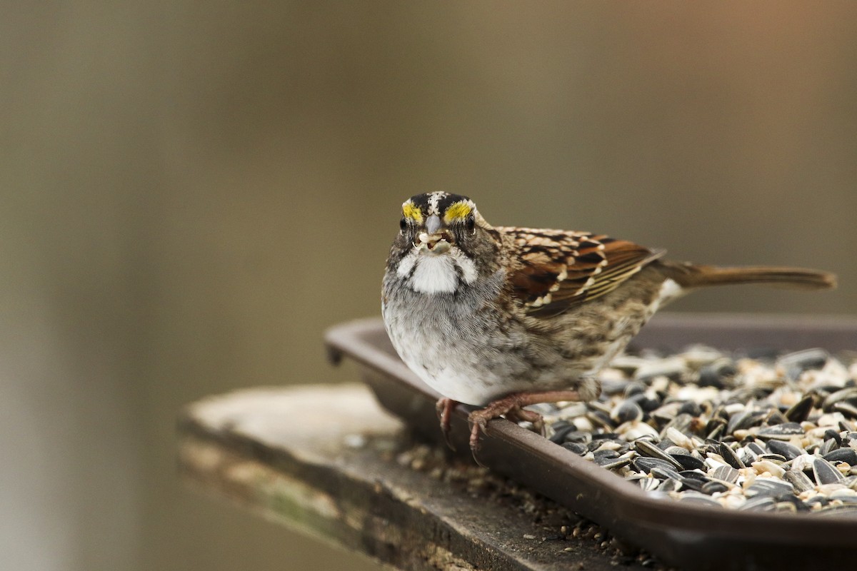 White-throated Sparrow - ML307136021