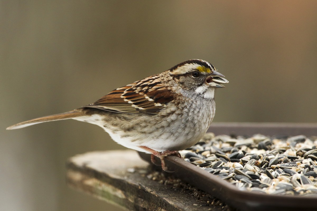 White-throated Sparrow - ML307136051