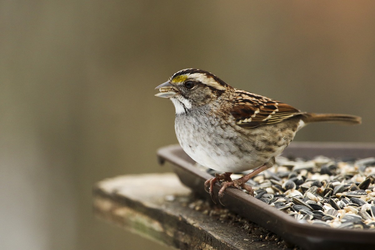 White-throated Sparrow - ML307136161