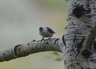 White-breasted Nuthatch (Interior West) - ML307136521