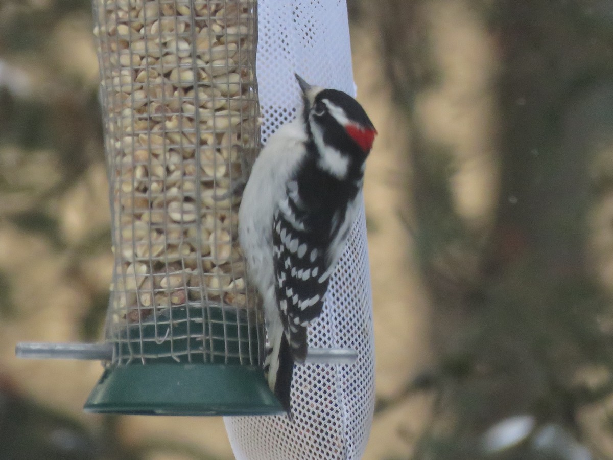 Downy Woodpecker - ML307137491