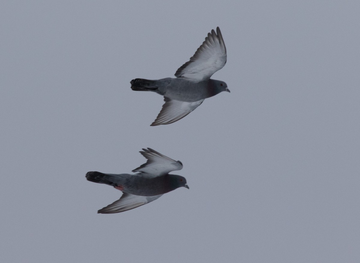 Rock Pigeon (Feral Pigeon) - ML307138961