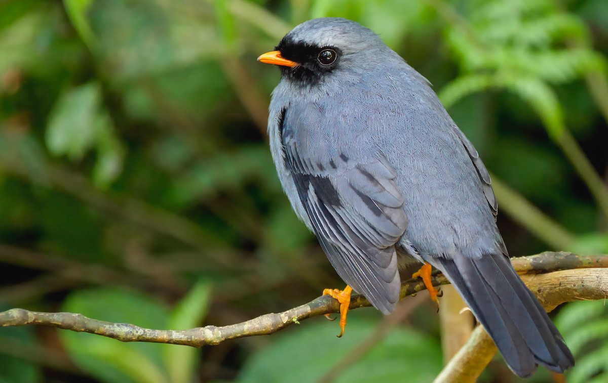 Black-faced Solitaire - ML307140531