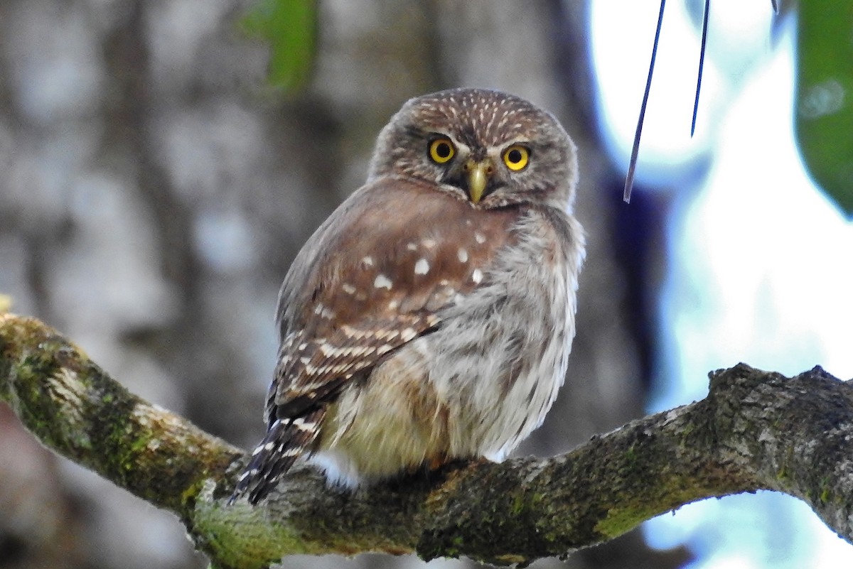Ferruginous Pygmy-Owl - ML307141261
