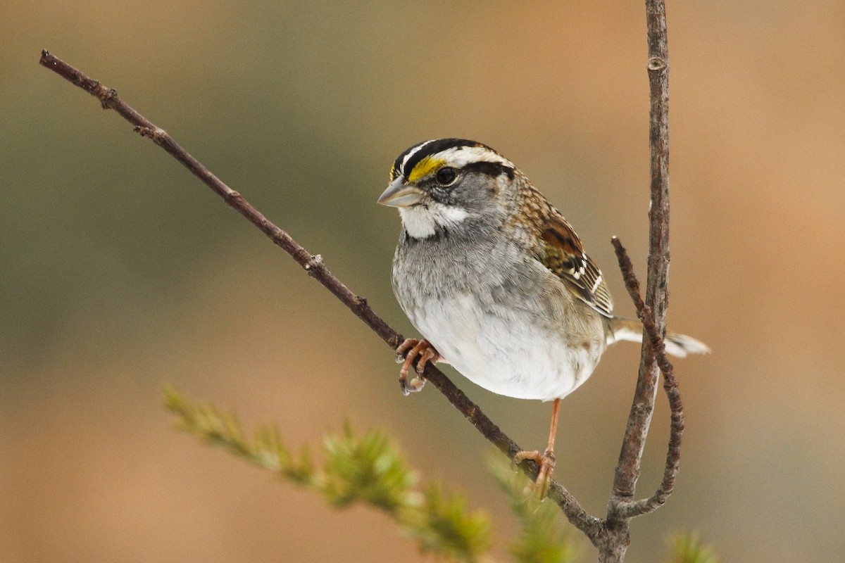 White-throated Sparrow - ML307145901
