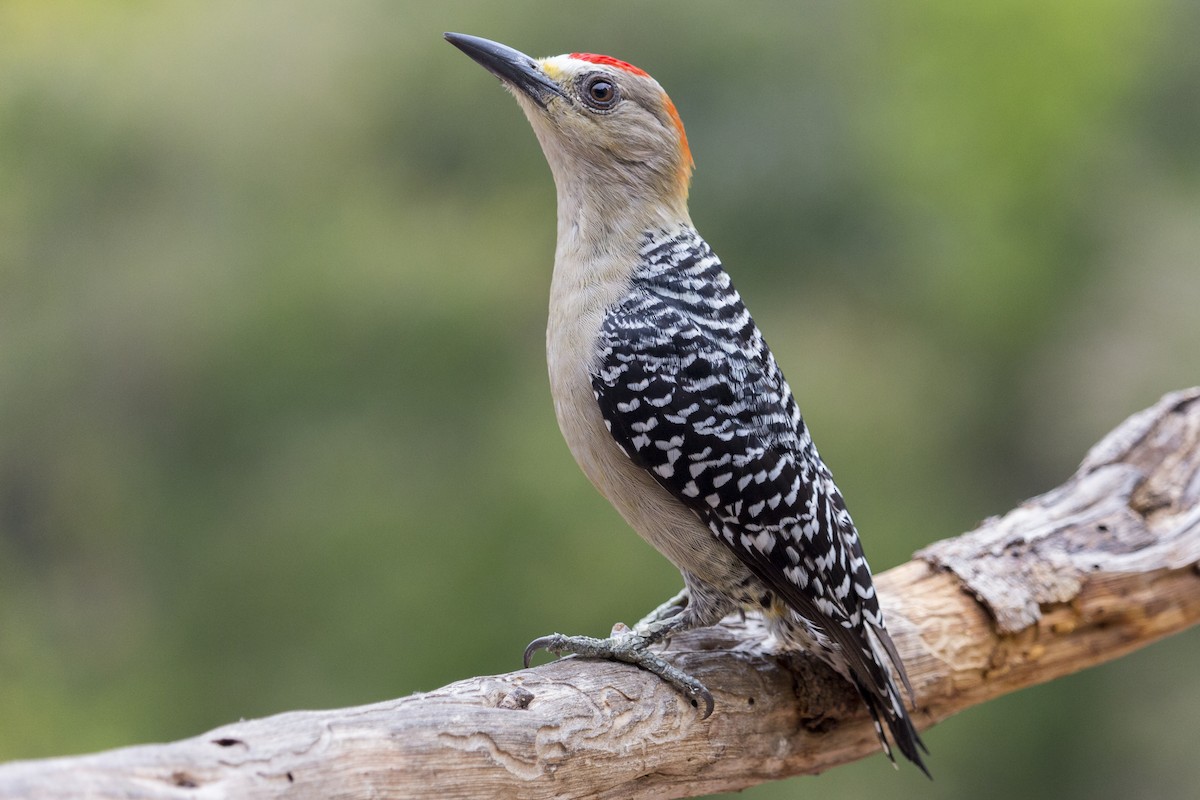 Red-crowned Woodpecker - ML307153101