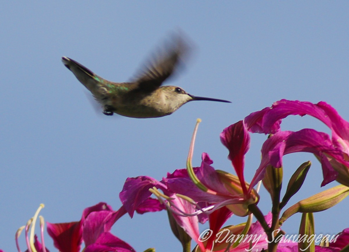 Black-chinned Hummingbird - ML307166661