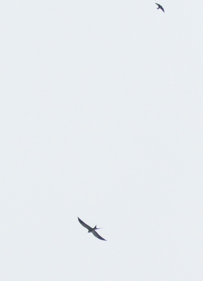 Swallow-tailed Kite - Joaquín León