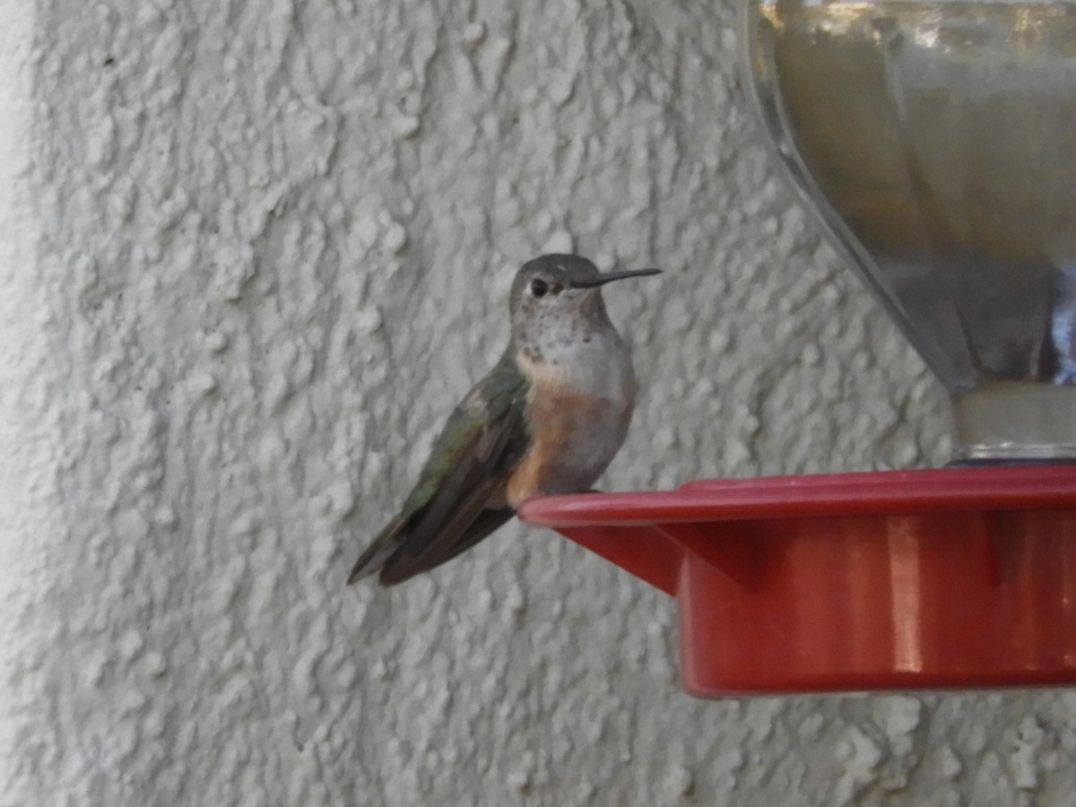 Broad-tailed Hummingbird - ML307168331