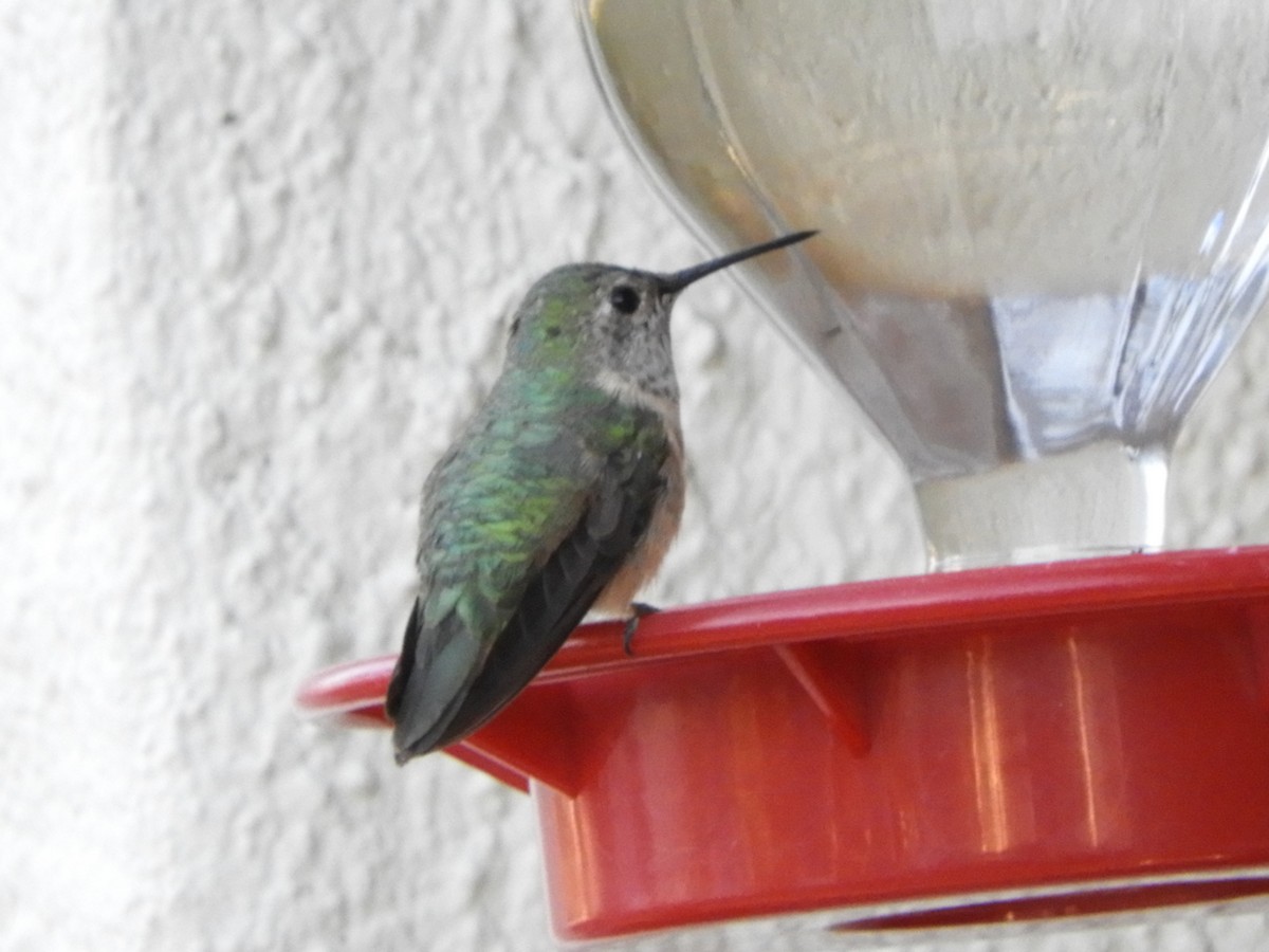 Broad-tailed Hummingbird - ML307168621