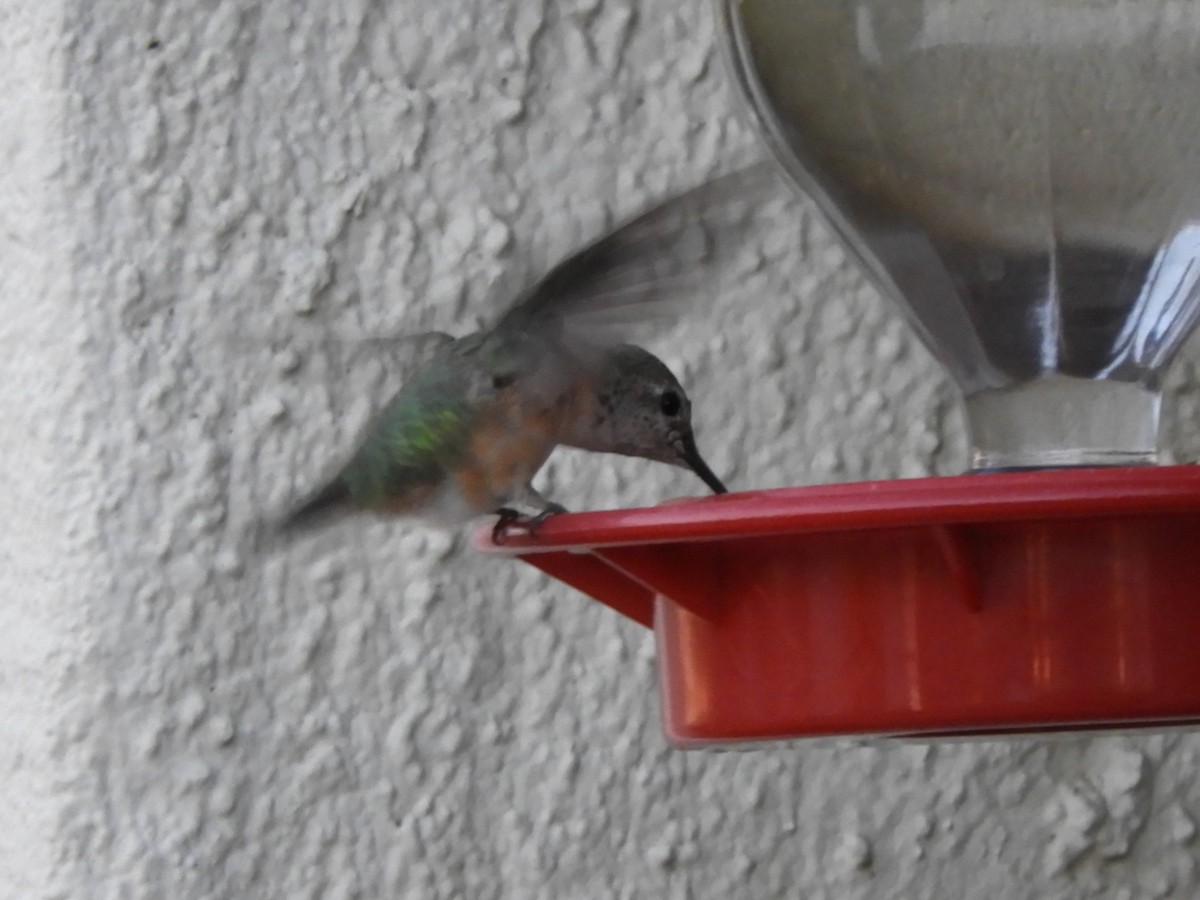 Broad-tailed Hummingbird - ML307168911
