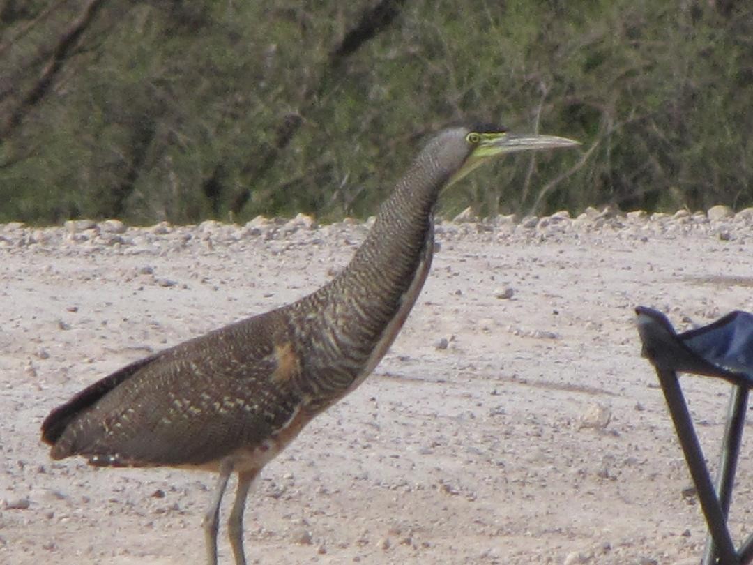 Bare-throated Tiger-Heron - ann Hoover