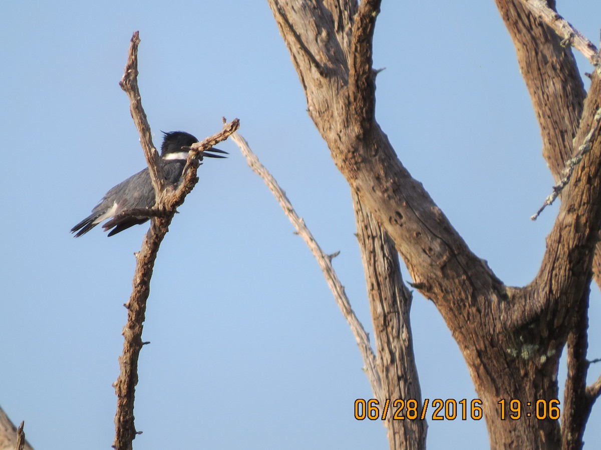Belted Kingfisher - ML30717181