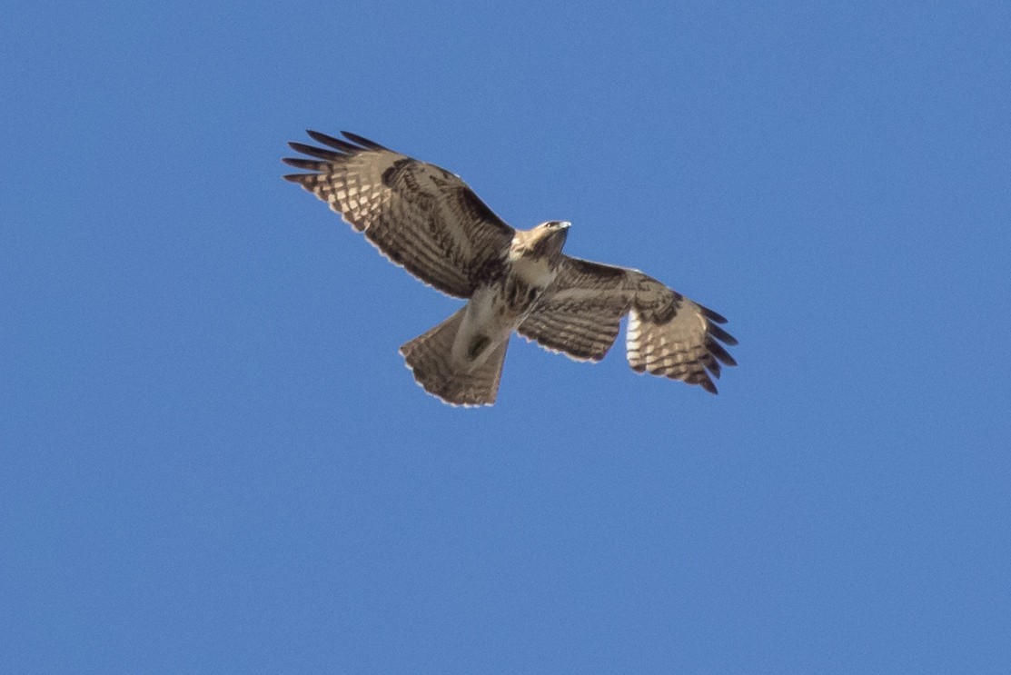 Red-tailed Hawk - ML307177721