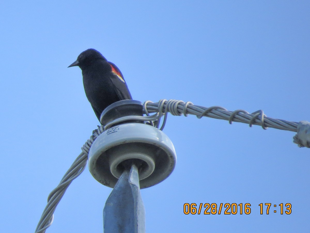 Red-winged Blackbird - ML30718091