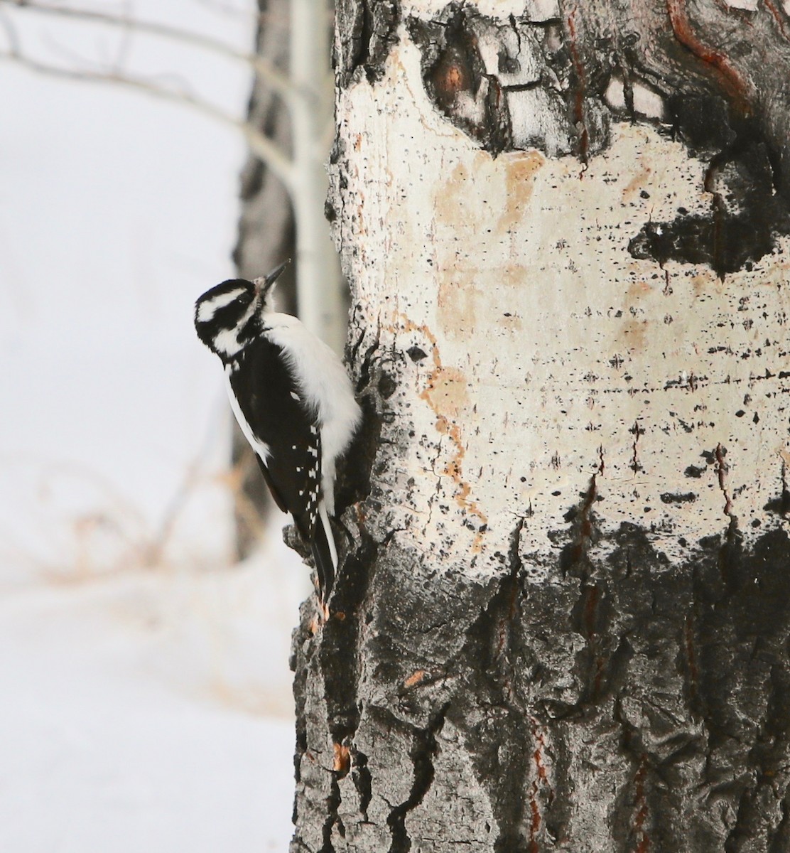Downy Woodpecker (Rocky Mts.) - Patricia Barry