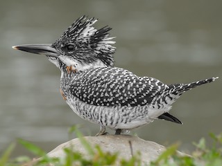  - Crested Kingfisher