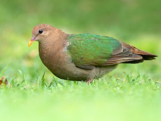  - Pacific Emerald Dove