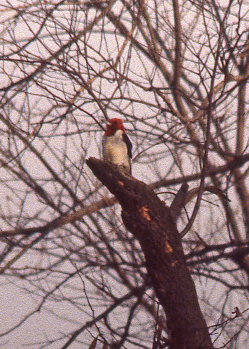 Red-headed Woodpecker - ML307191531